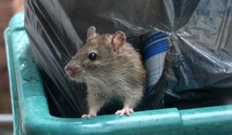 Rat met afval